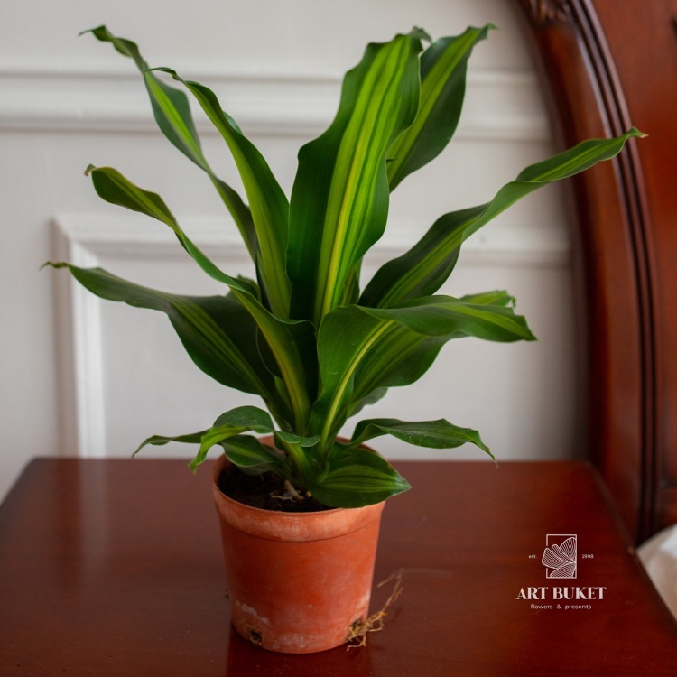 Драцена Фрагранс Лемон Лайм копстек (D12 H28)