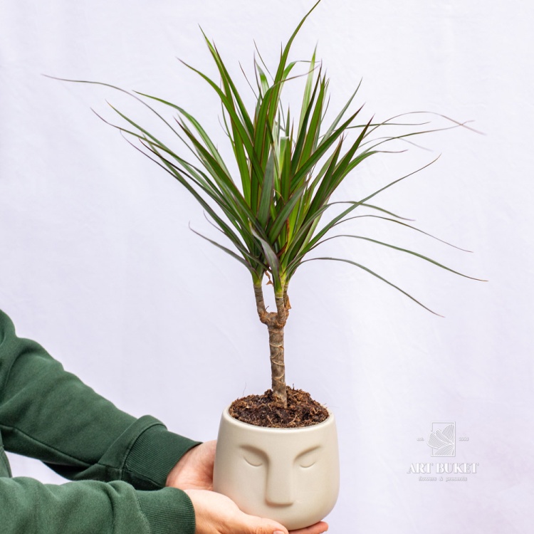 Драцена 50 см