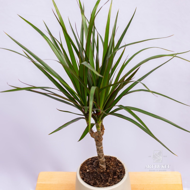 Драцена 50 см