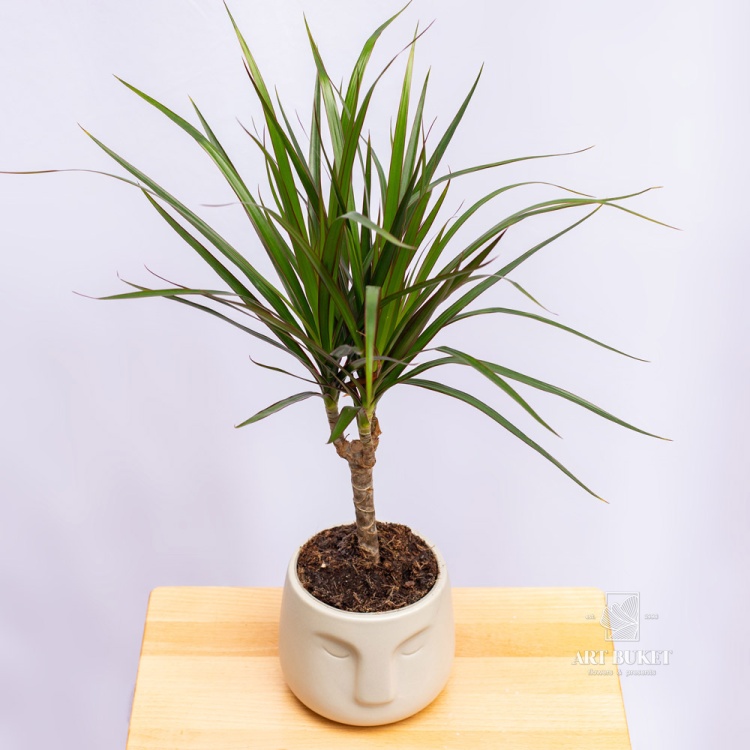 Драцена 50 см