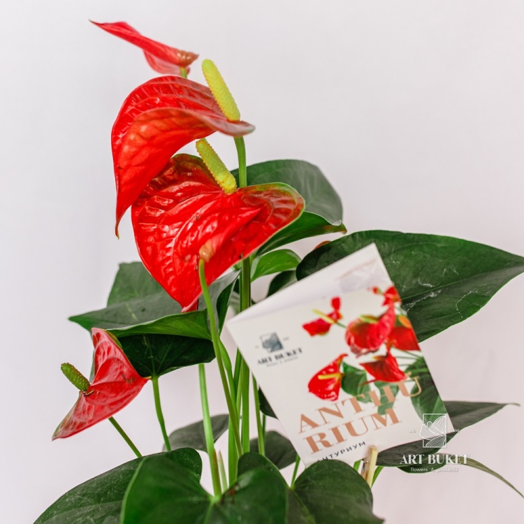 Антуриум андрианум Ред Спот