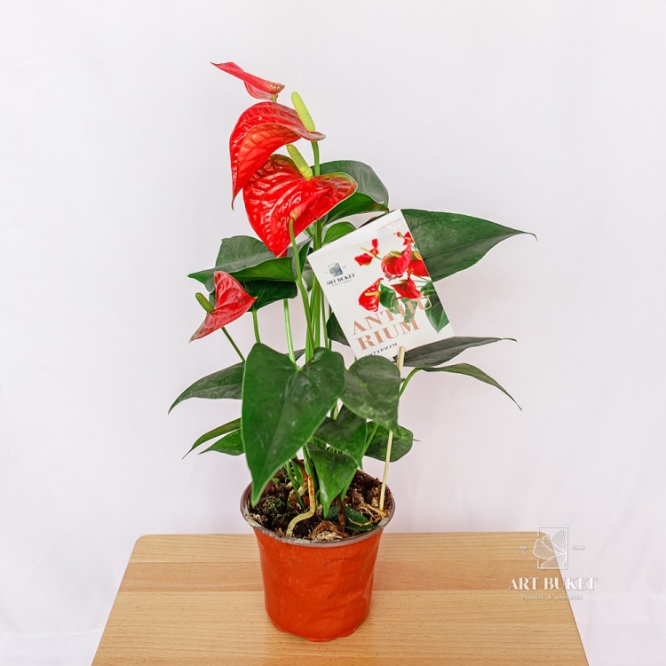 Антуриум андрианум Ред Спот