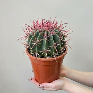 Кактус Канарский Микс