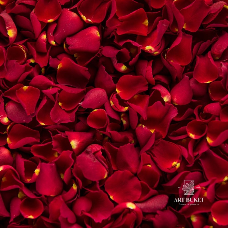 Лепестки роз