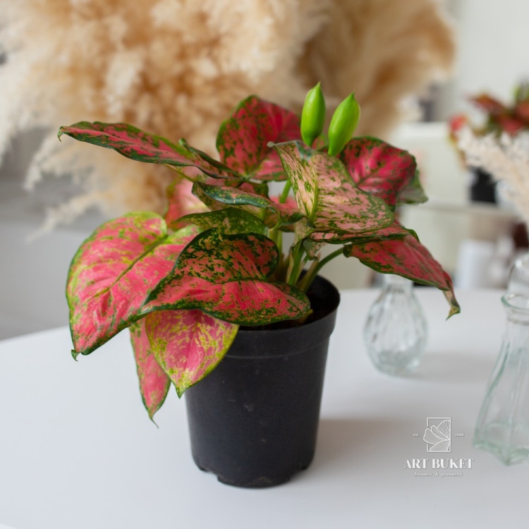 Аглаонема Рэд Руи (D14)