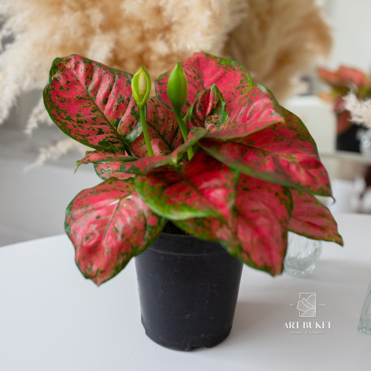 Аглаонема Рэд Руи (D14)