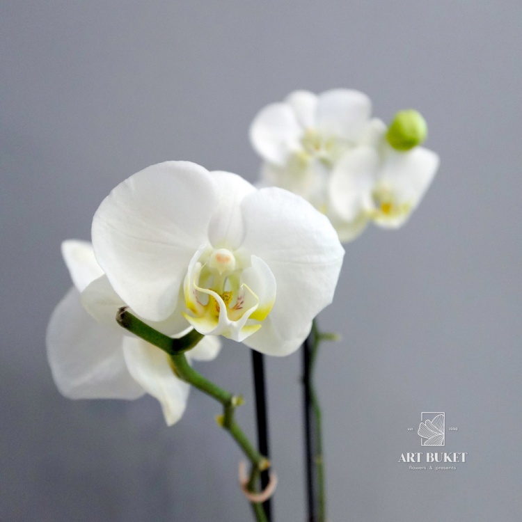 Орхидея Фаленопсис горшечная 55 см