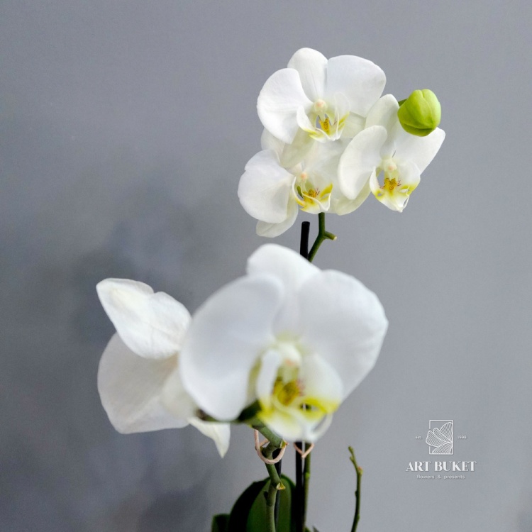 Орхидея Фаленопсис горшечная 55 см