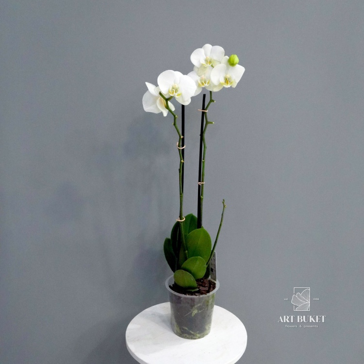 Орхидея Фаленопсис горшечная 55 см
