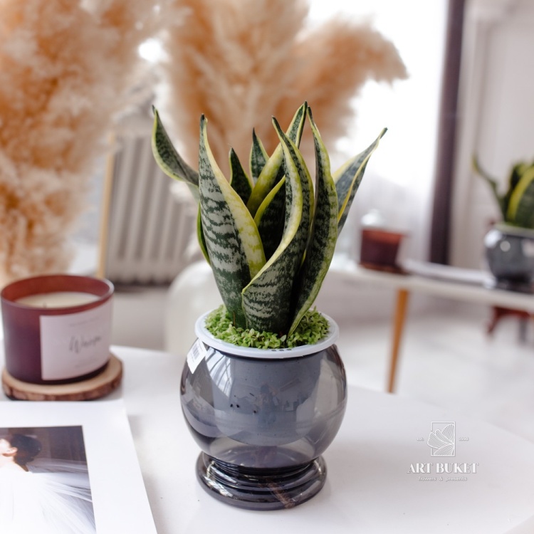 Сансевьерия премиум Микс на гидропонике d14 h35