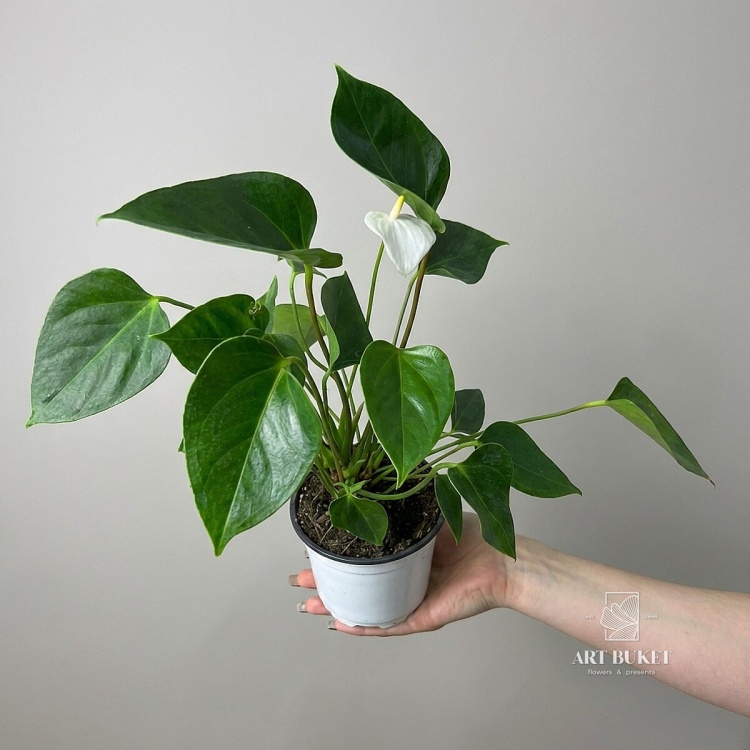 Антуриум Андрэ Евро Вайт (D12 H35)