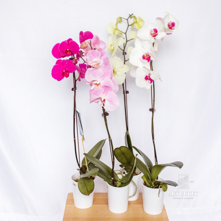 Фаленопсис Горшечная Китайский микс