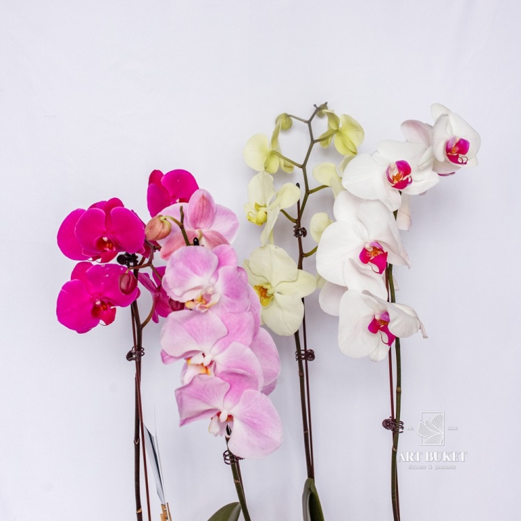 Фаленопсис Горшечная Китайский микс