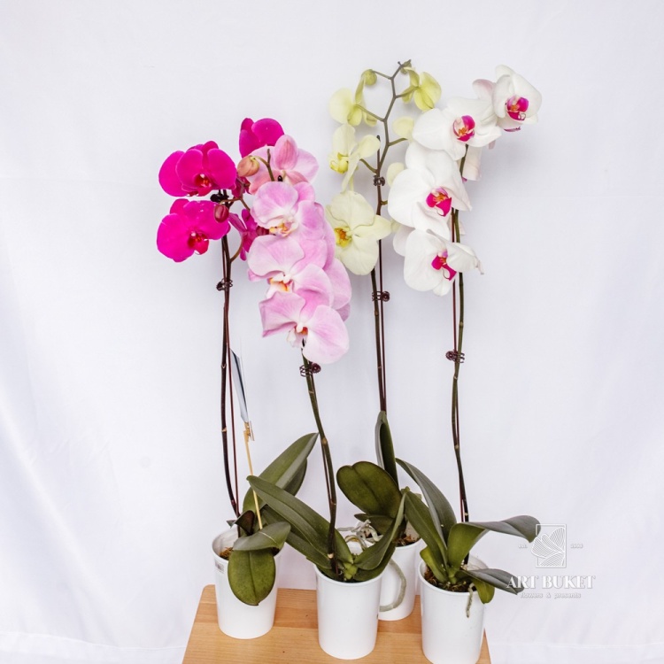 Фаленопсис Горшечная Китайский микс