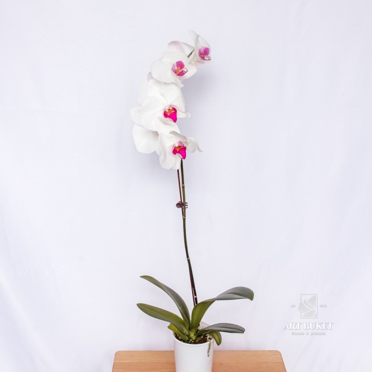 Фаленопсис Горшечная Китайский микс