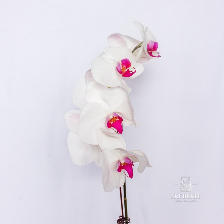 Фаленопсис Горшечная Китайский микс