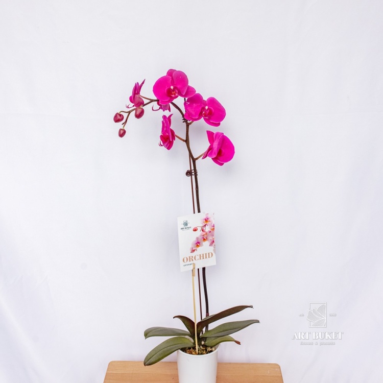 Фаленопсис Горшечная Китайский микс