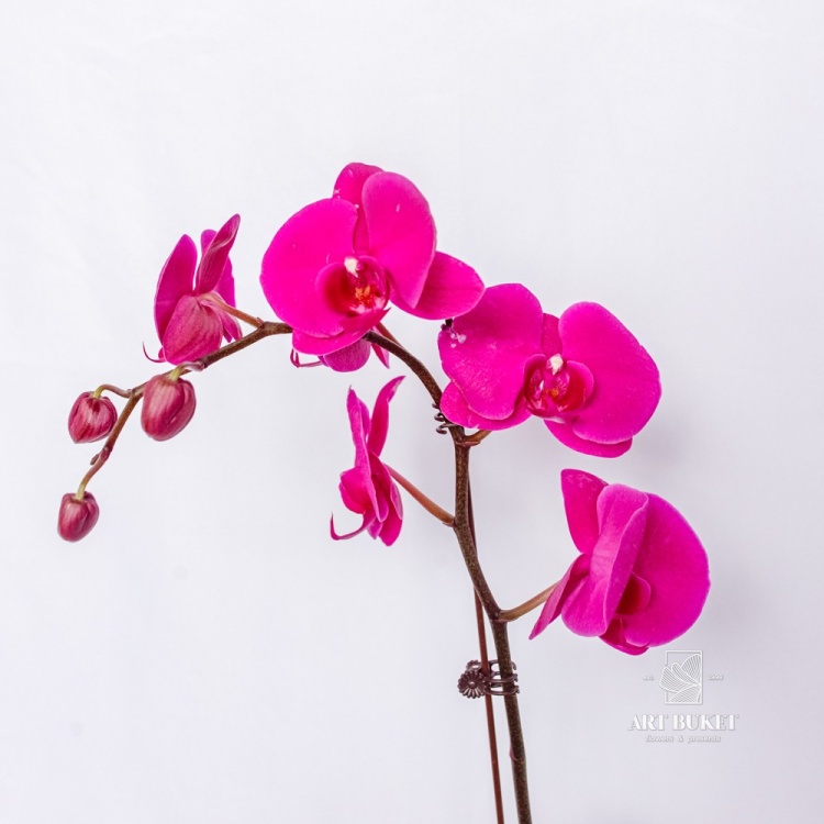 Фаленопсис Горшечная Китайский микс