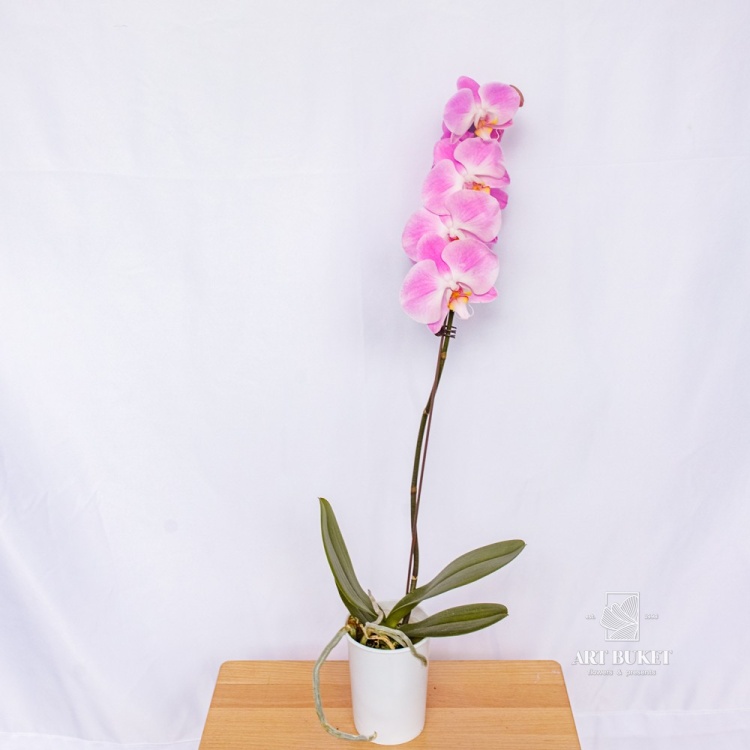 Фаленопсис Горшечная Китайский микс