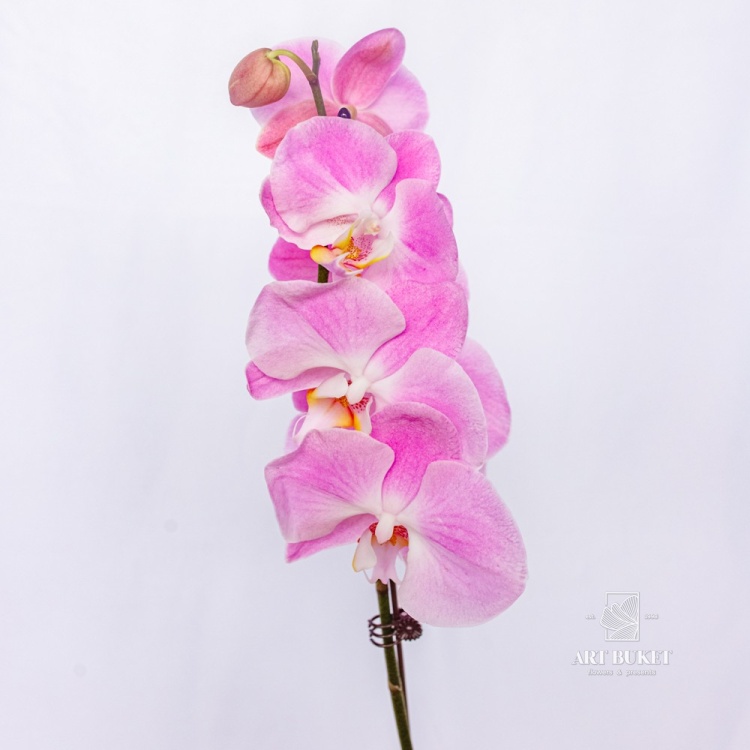 Фаленопсис Горшечная Китайский микс