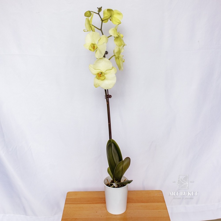 Фаленопсис Горшечная Китайский микс