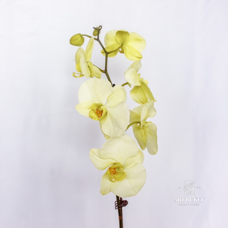 Фаленопсис Горшечная Китайский микс