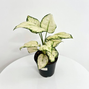 Аглаонема Супер Вайт (D12 H30)