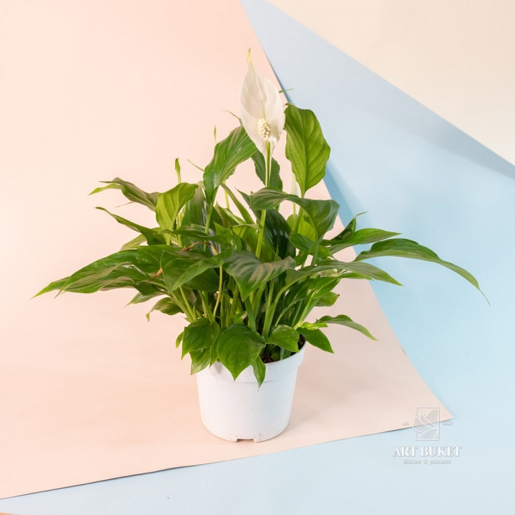Спатифиллум 35 см