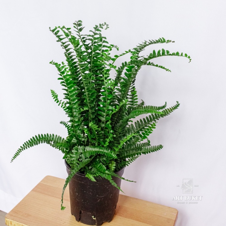 Нефролепис Грин Леди d14 h30