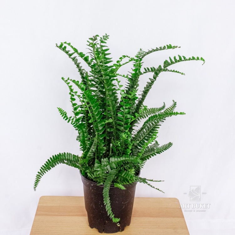 Нефролепис Грин Леди d14 h30