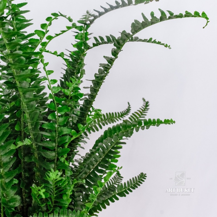 Нефролепис Грин Леди d14 h30