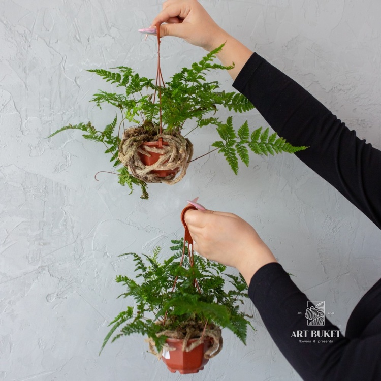 Даваллия (D11 H25)