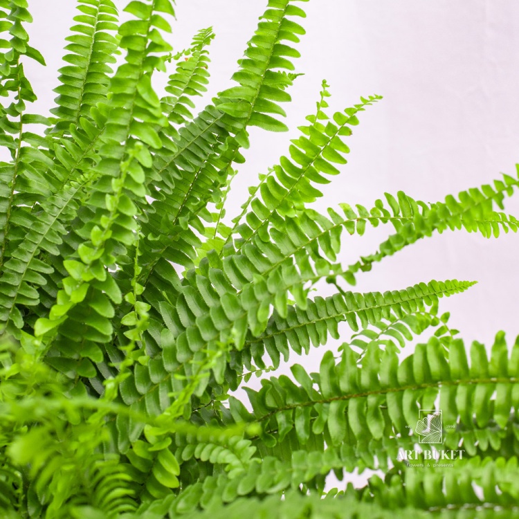 Нефролепис 65 см