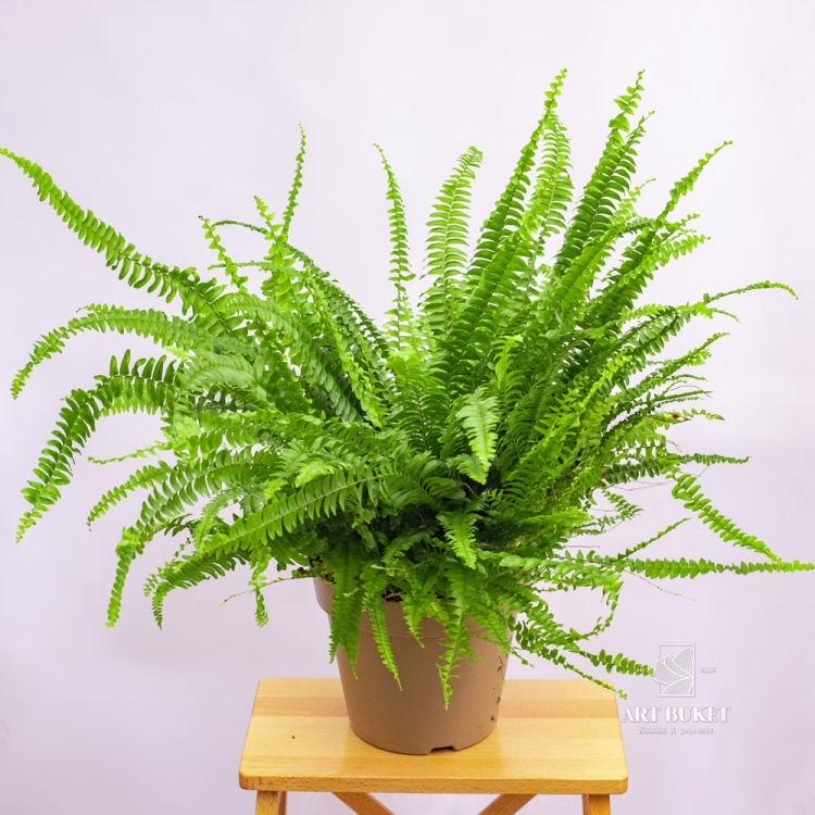 Нефролепис 65 см