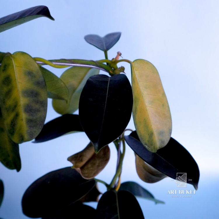 Стефанотис 45 см