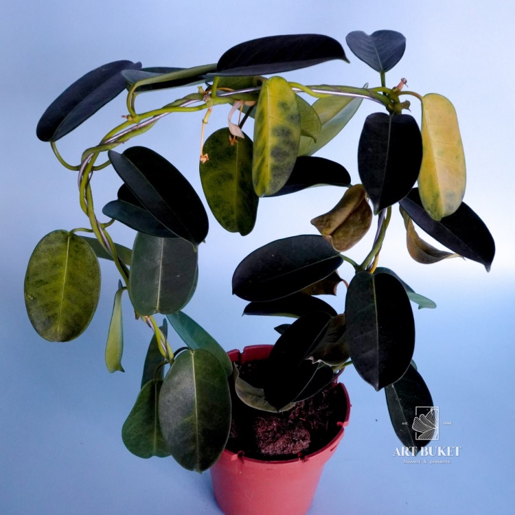 Стефанотис 45 см