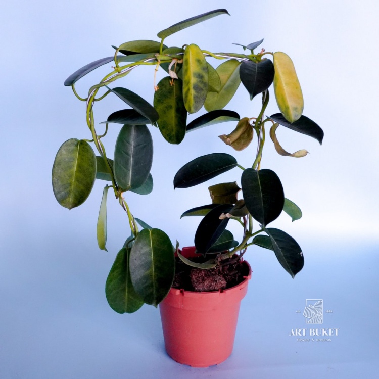 Стефанотис 45 см