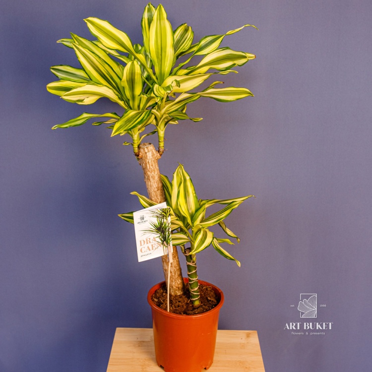 Доставка драцена фрагранс 2 ствола 75 см по Караганде - Арт-букет