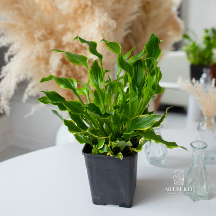 Драцена Фрагранс Дорадо разветвленная (D14 H30)