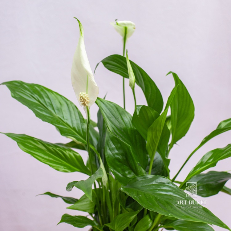 Спатифиллум (SPATHIPHYLUM)