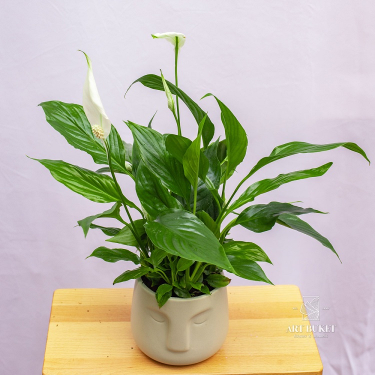 Спатифиллум (SPATHIPHYLUM)