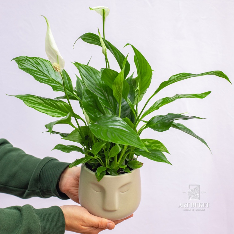 Спатифиллум (SPATHIPHYLUM)