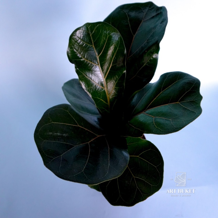 Фикус Лирата 35 см