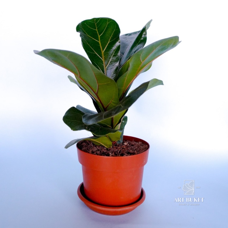 Фикус Лирата 35 см