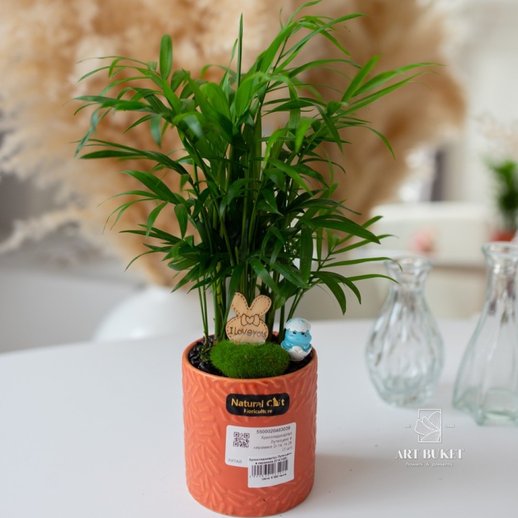 Хризолидокарпус Лутесценс в керамике (D14 H28)