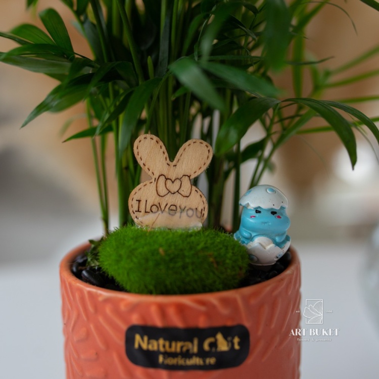 Хризолидокарпус Лутесценс в керамике (D14 H28)