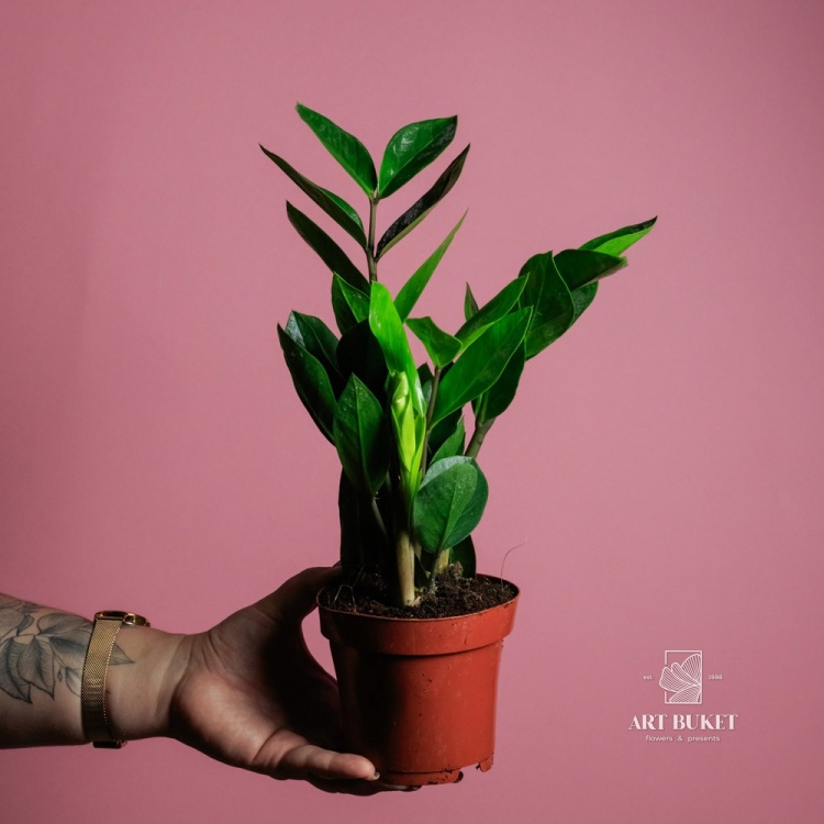 Замиокулькас (Zamioculcas)