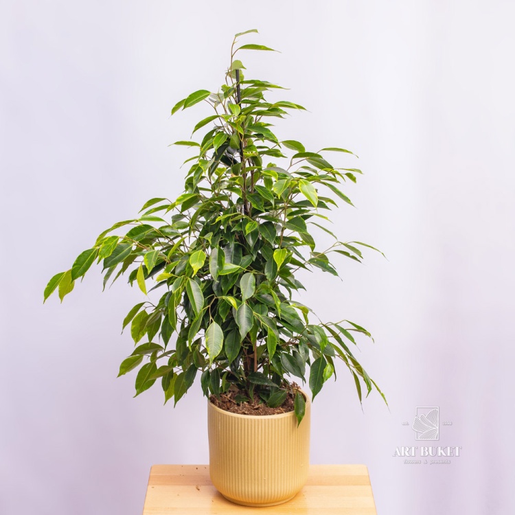 Фикус Бенджамина 70 см