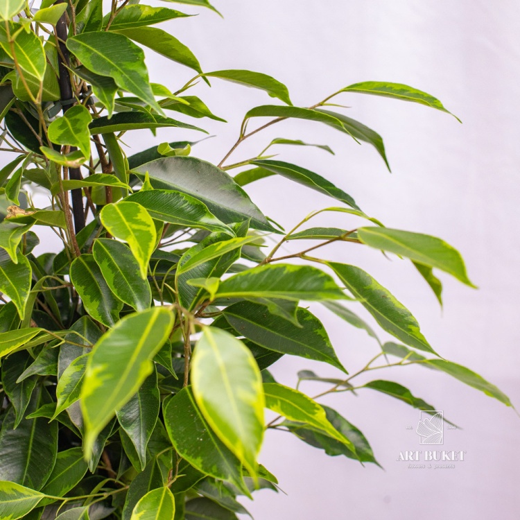 Фикус Бенджамина 70 см