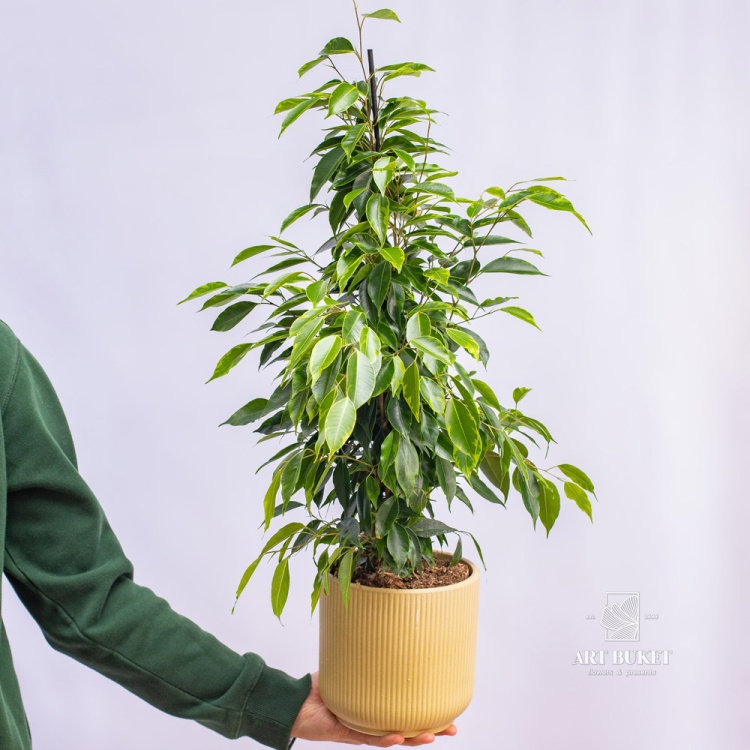 Фикус Бенджамина 70 см